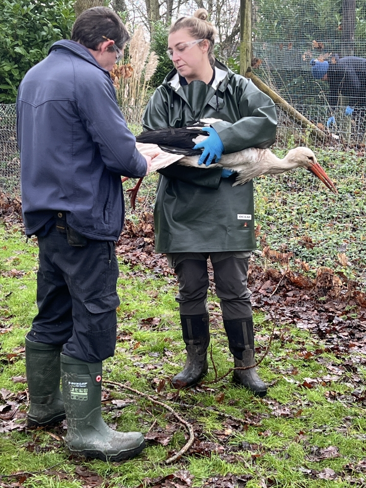 Two team members checking over a white stork at Martin Mere.